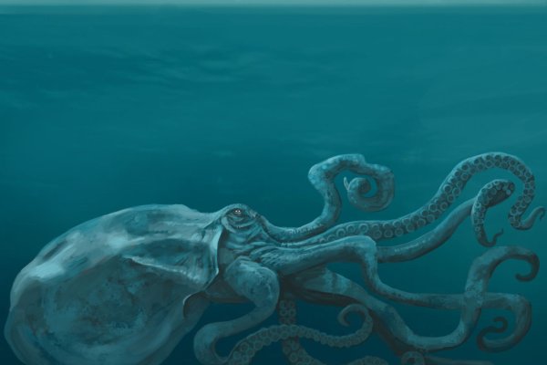 Kraken 17 at